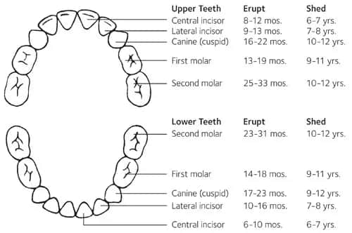 Wyrzynanie zębów ile trwa – poznaj czas i etapy ząbkowania dziecka