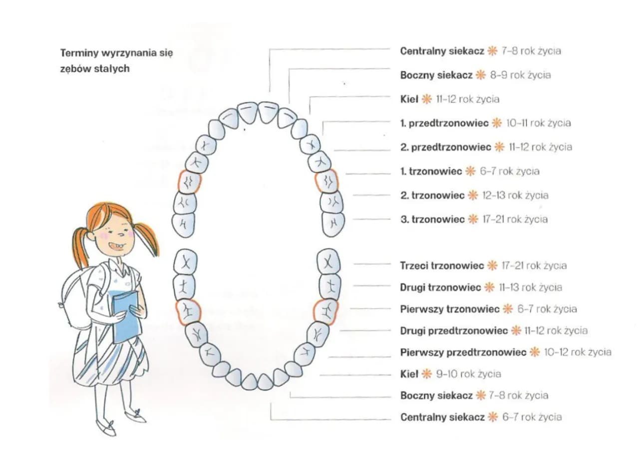 W jakim wieku rośnie ząb mądrości? Poznaj zaskakujące fakty